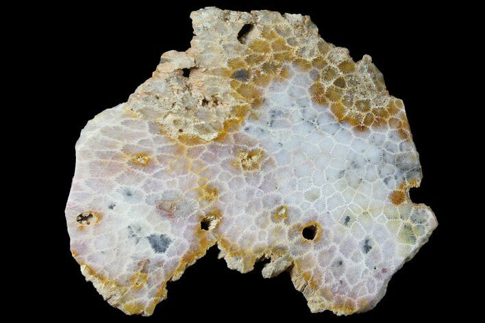 Polished, Fossil Coral Slab - Indonesia #121902